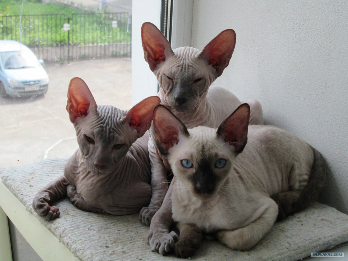 Донской сфинкс браш вязка