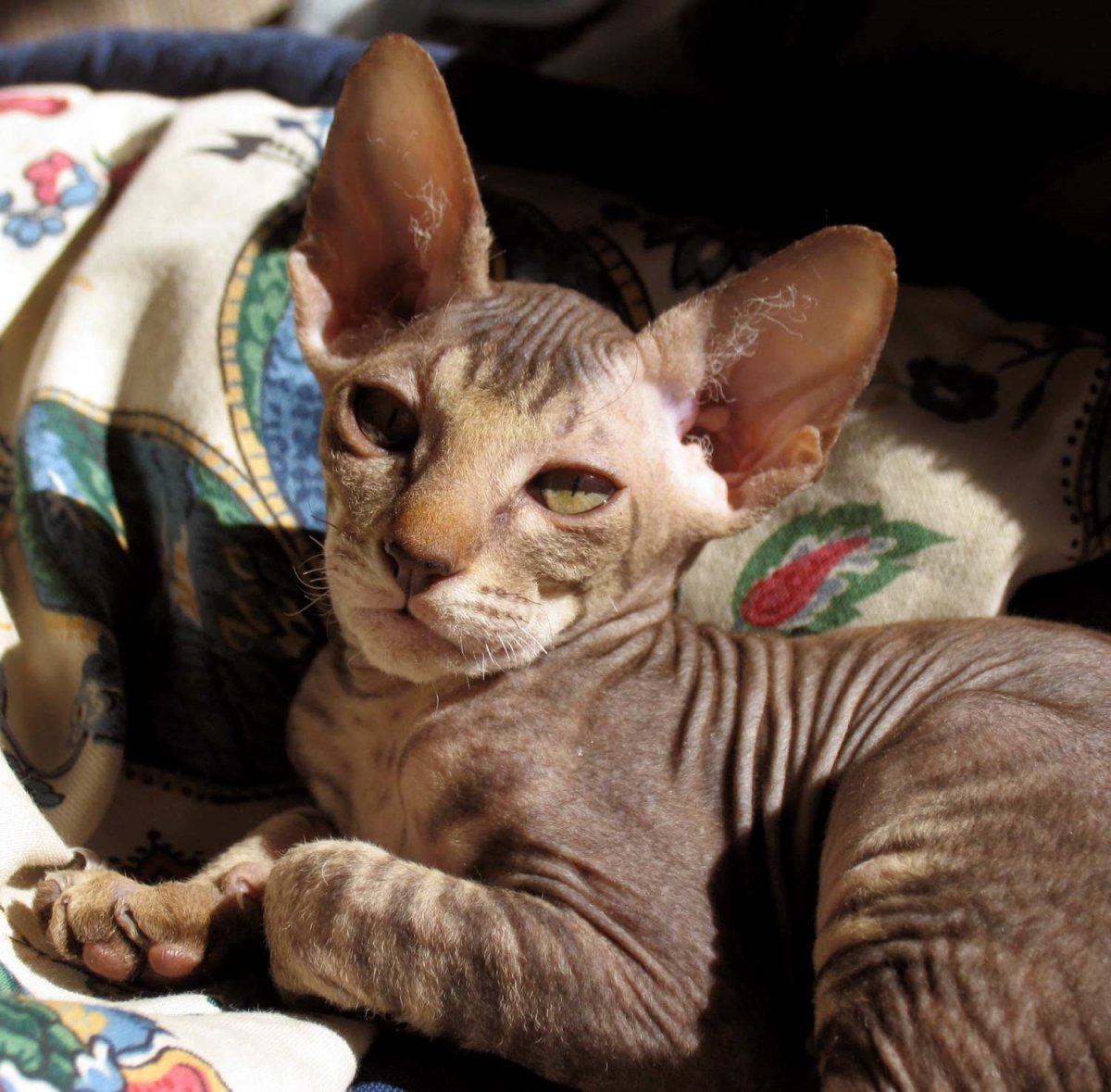 Девон рекс длинношерстный