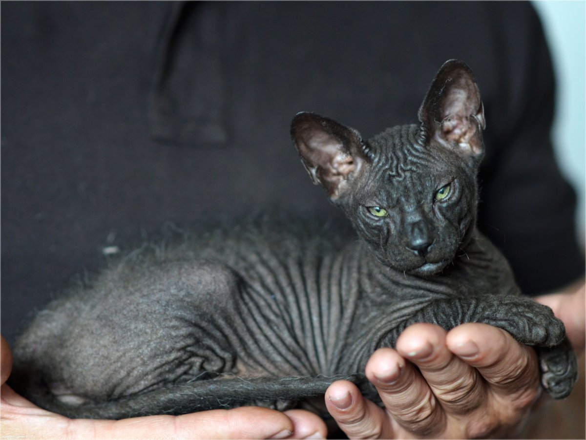 Донской сфинкс велюровый