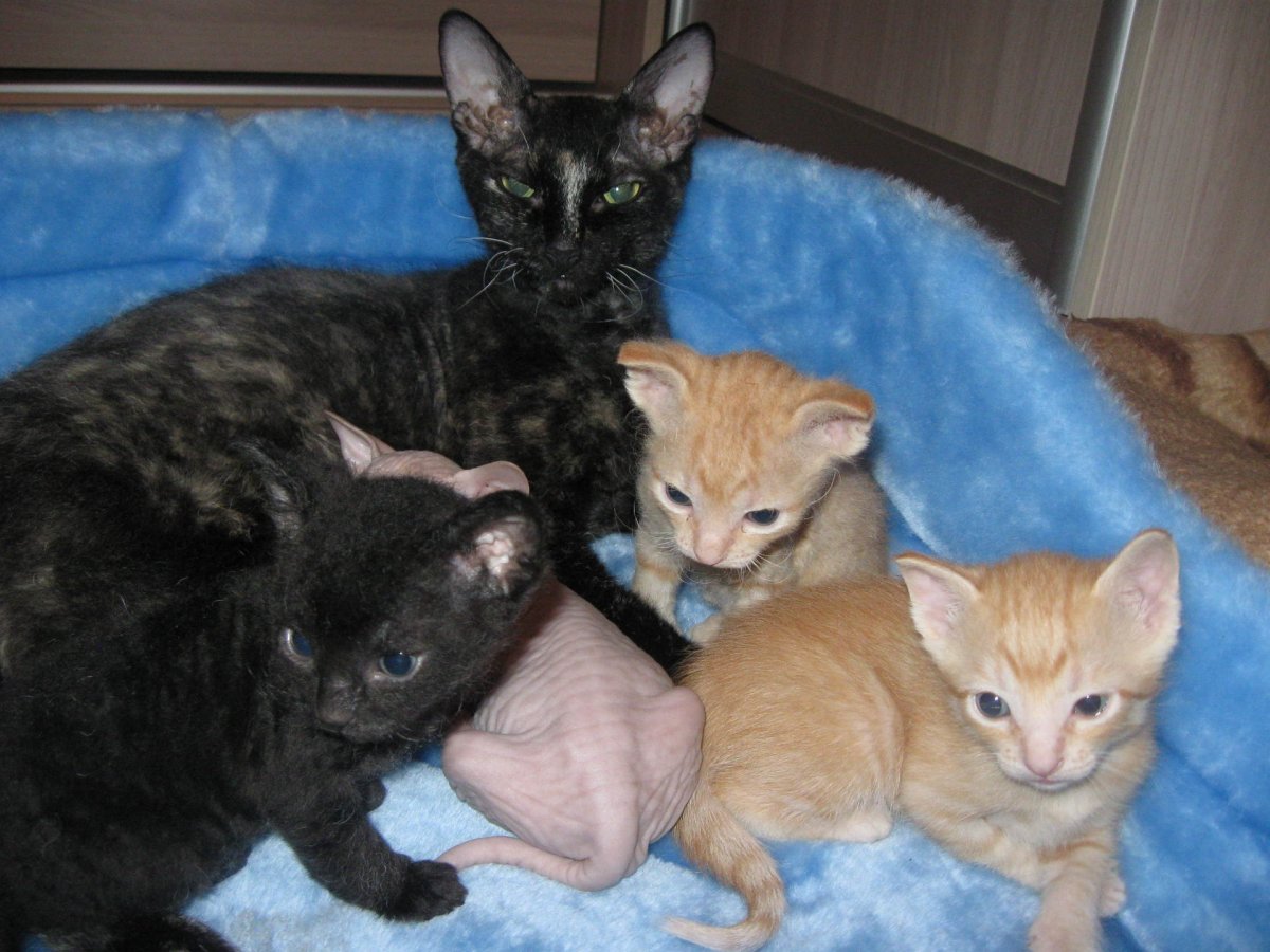 Сиамский сфинкс браш