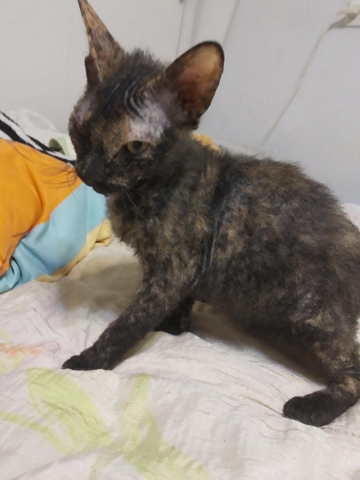 Донской сфинкс браш взрослый