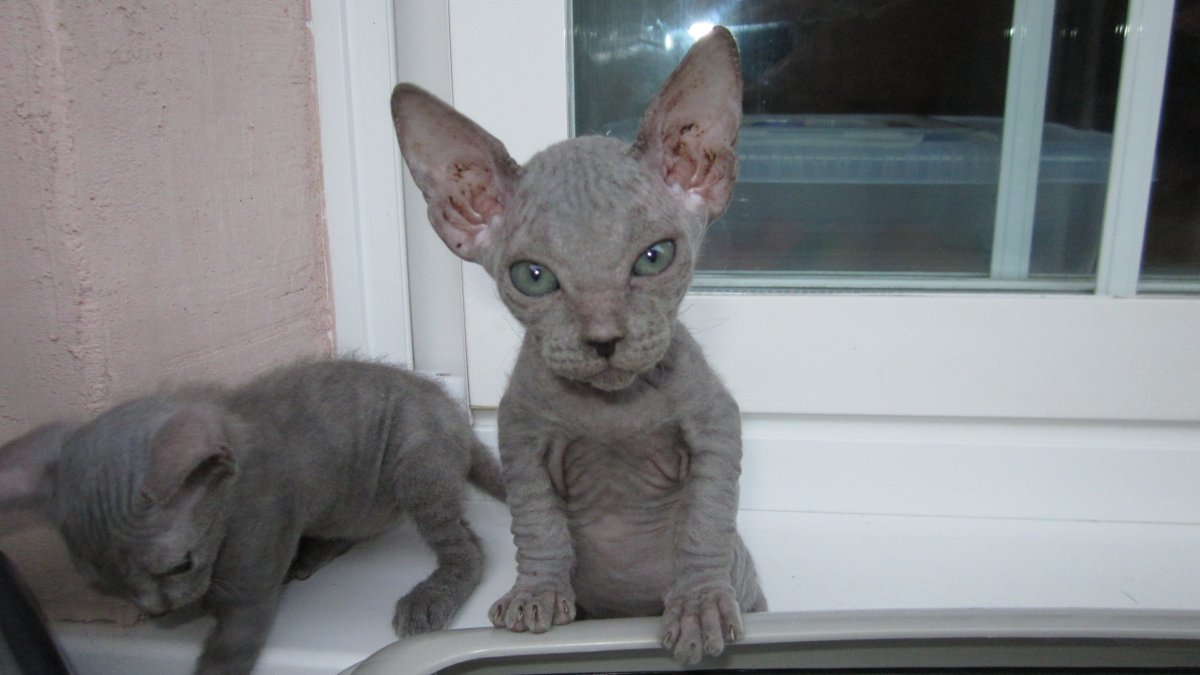 Донской сфинкс с шерстью