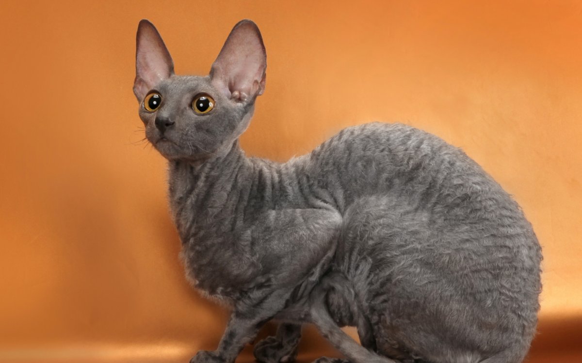 Донской сфинкс браш черный