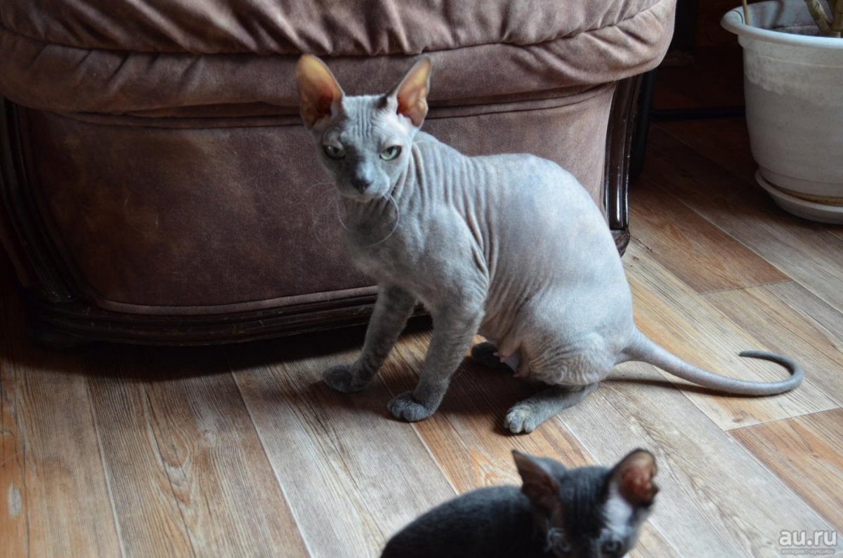 Сфинкс браш Воронеж