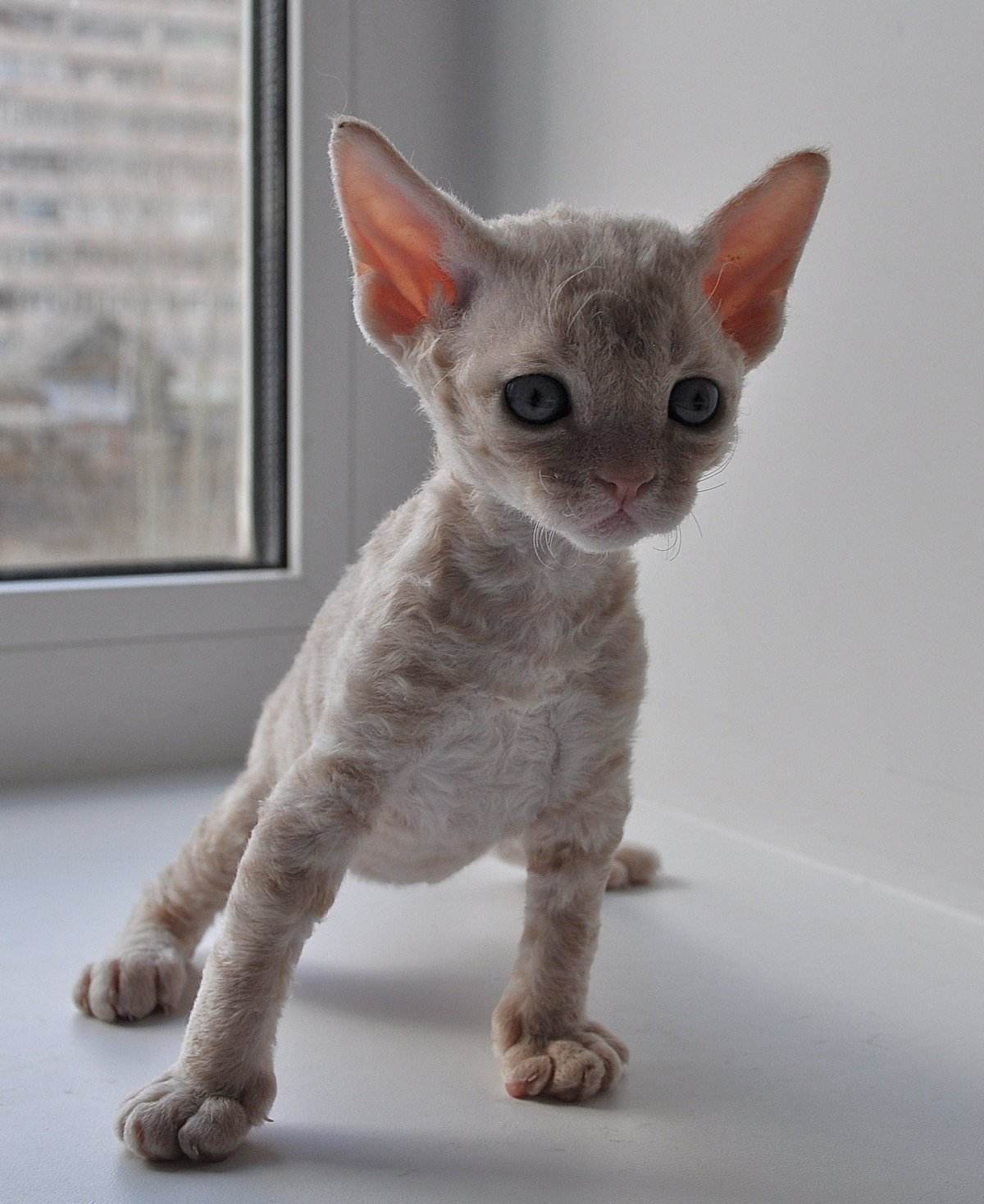 Сфинкс Корниш рекс