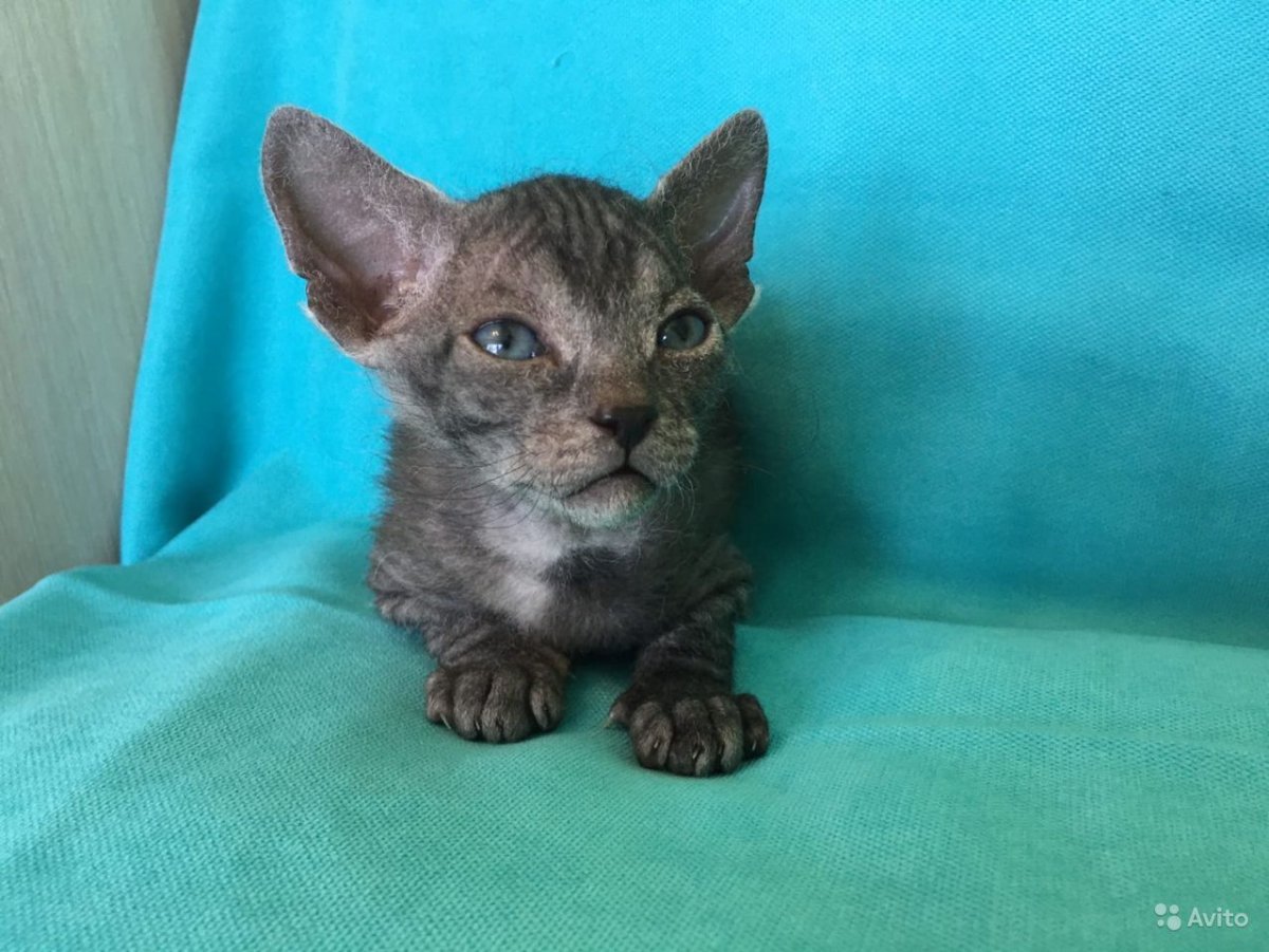 Сфинкс Петерболд браш