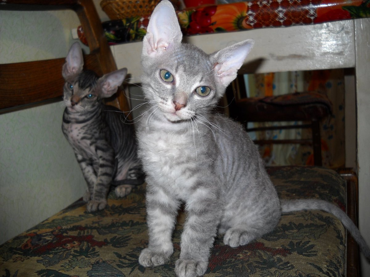 Донской сфинкс браш рыжий