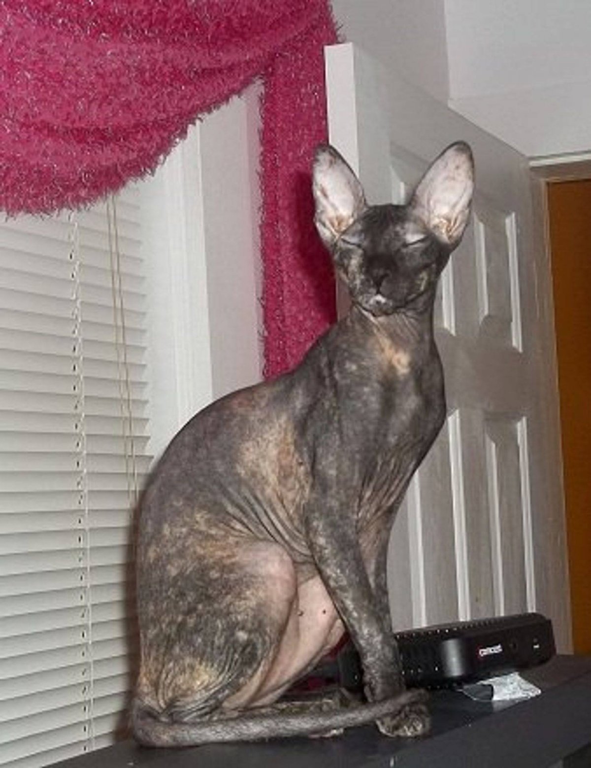 Донской сфинкс браш