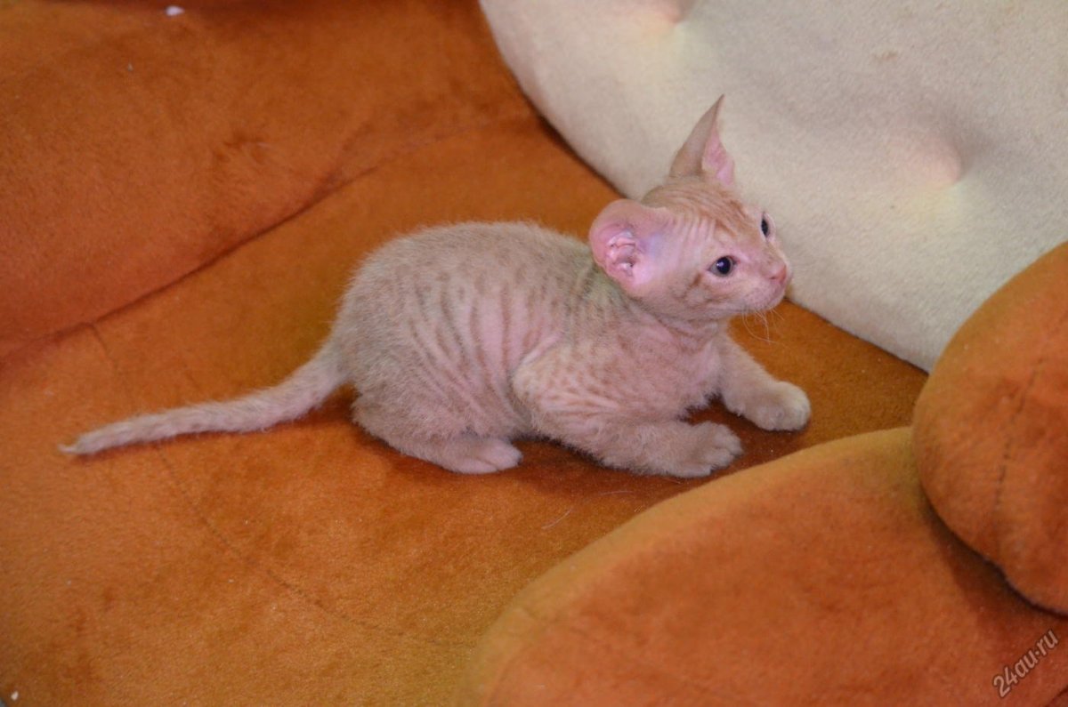Котенок канадского сфинкса 2 месяца