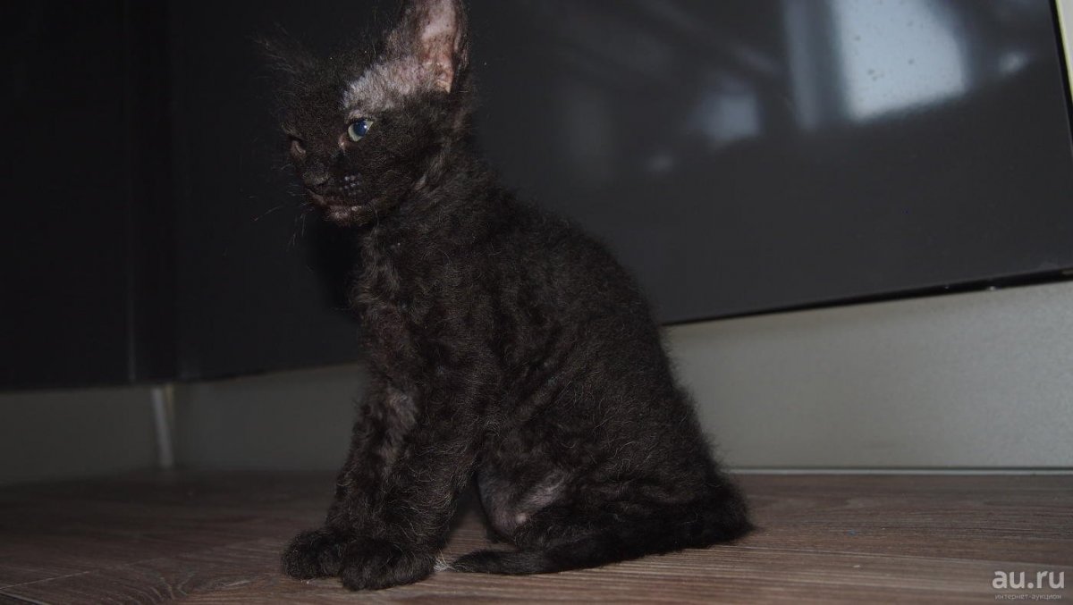 Кот взрослый Донской браш сфинкс