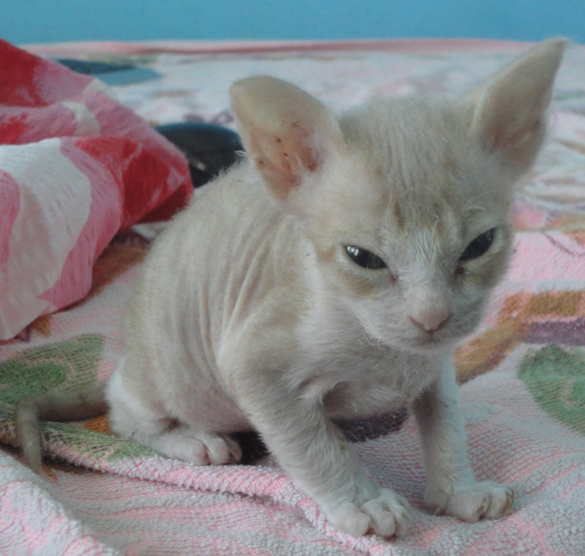 Кот Девон рекс