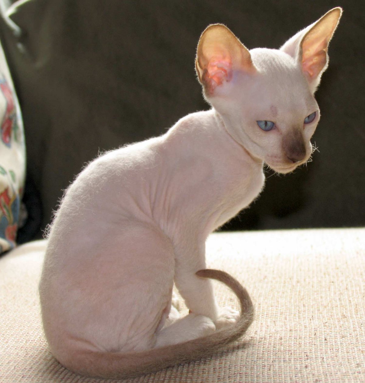 Донской сфинкс кошка