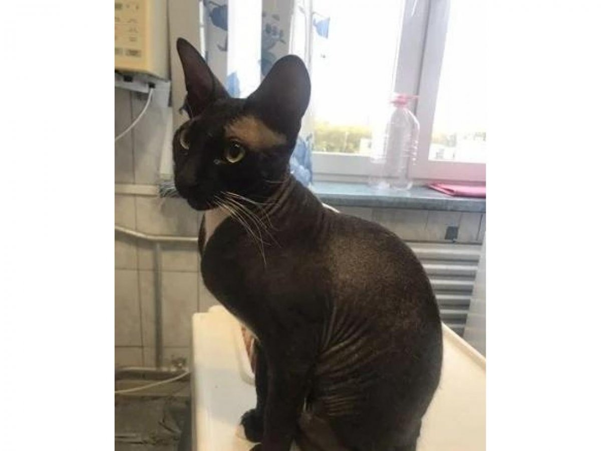 Петерболд шоколадный Пойнт