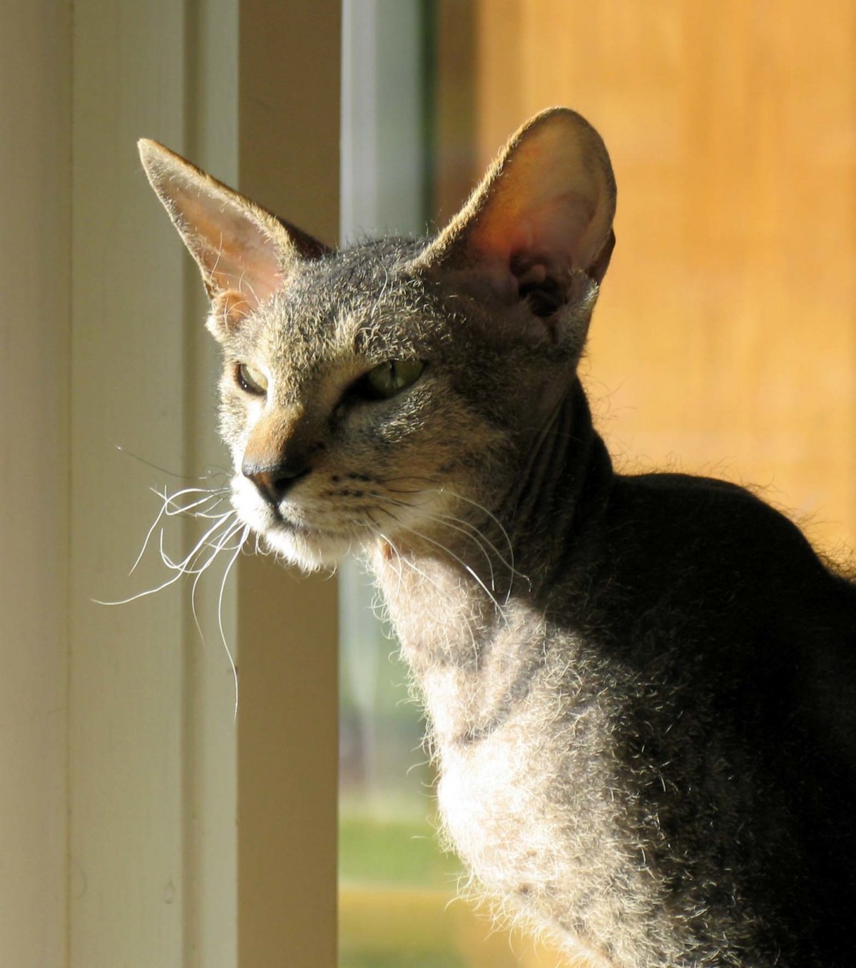 Канадский сфинкс браш