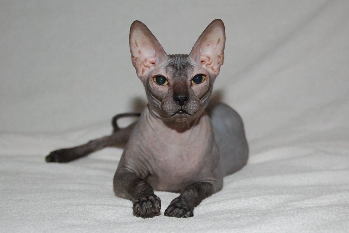 Петерболд Петербургский сфинкс