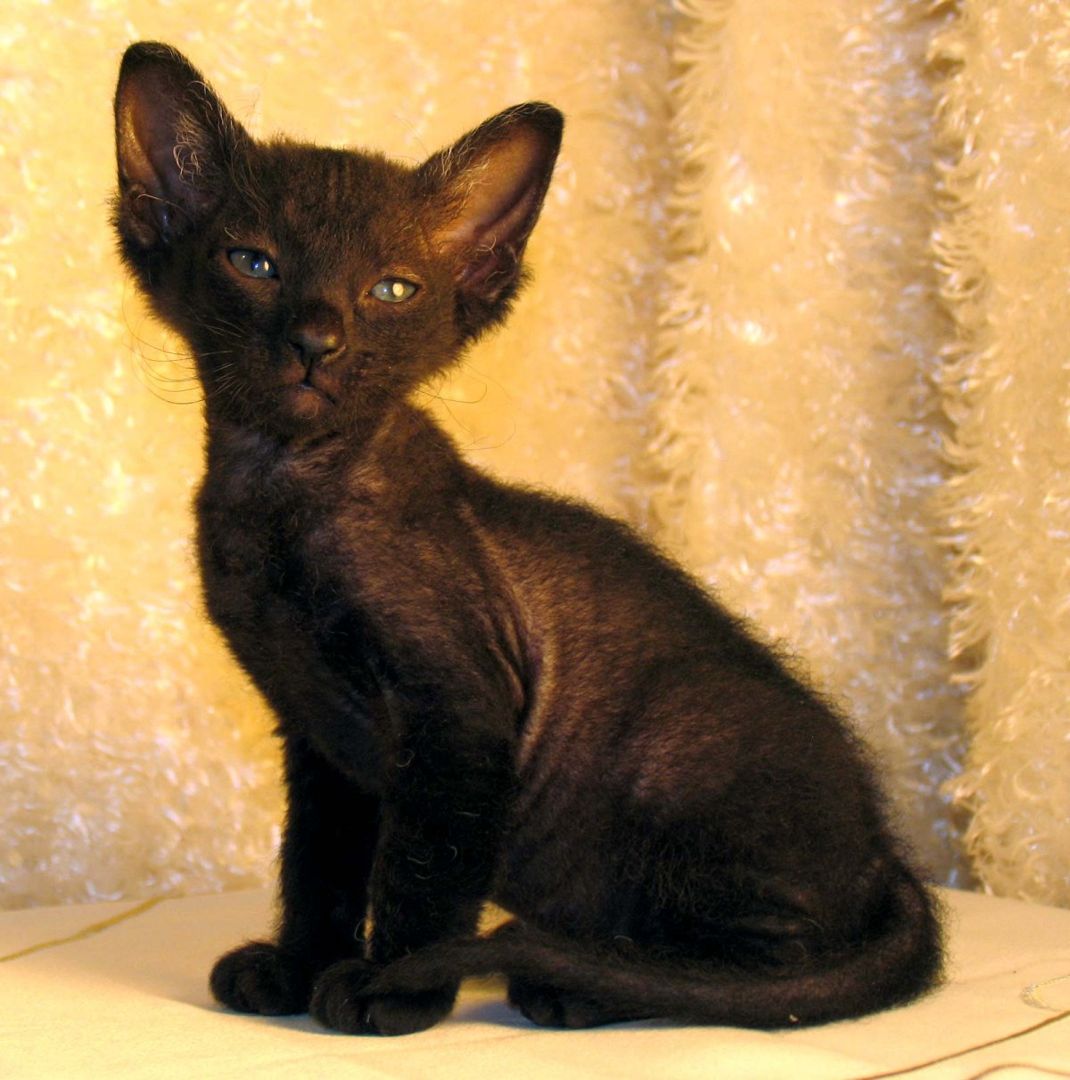 Петербургский сфинкс кошка с шерстью