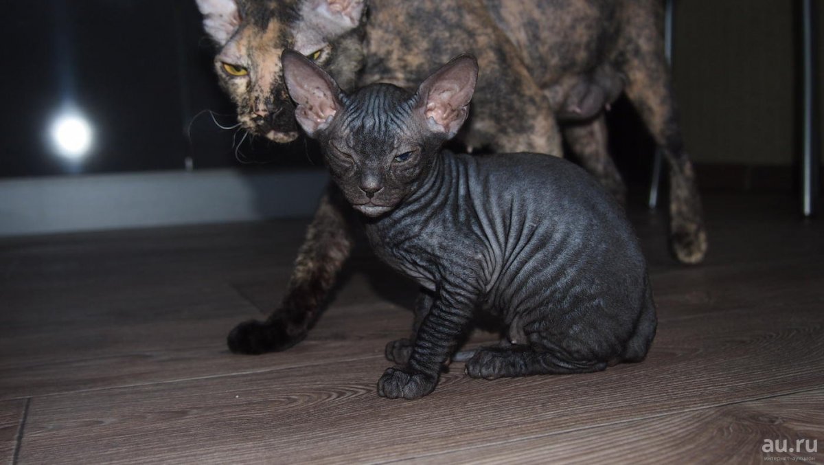 Полусфинкс полубританец