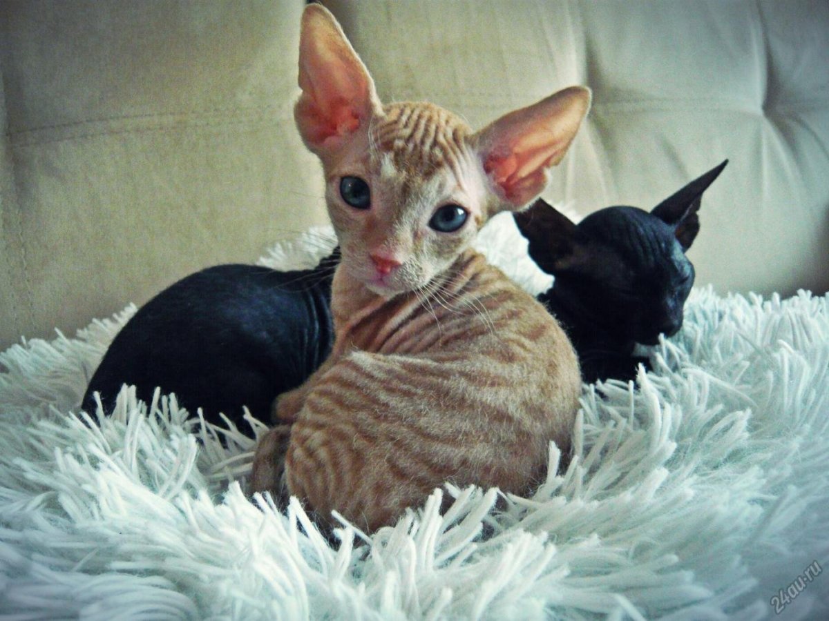 Донской сфинкс браш черный