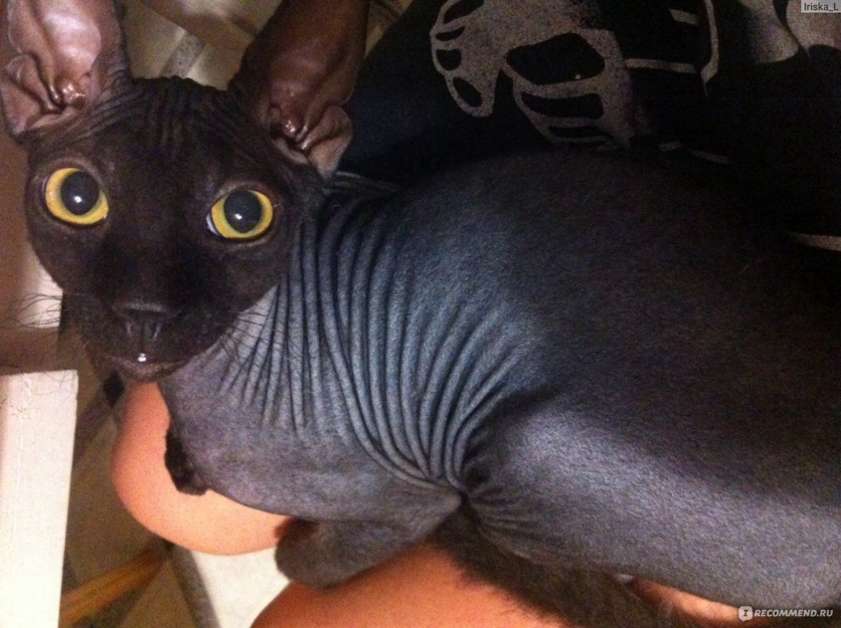 Петерболд браш рыжий