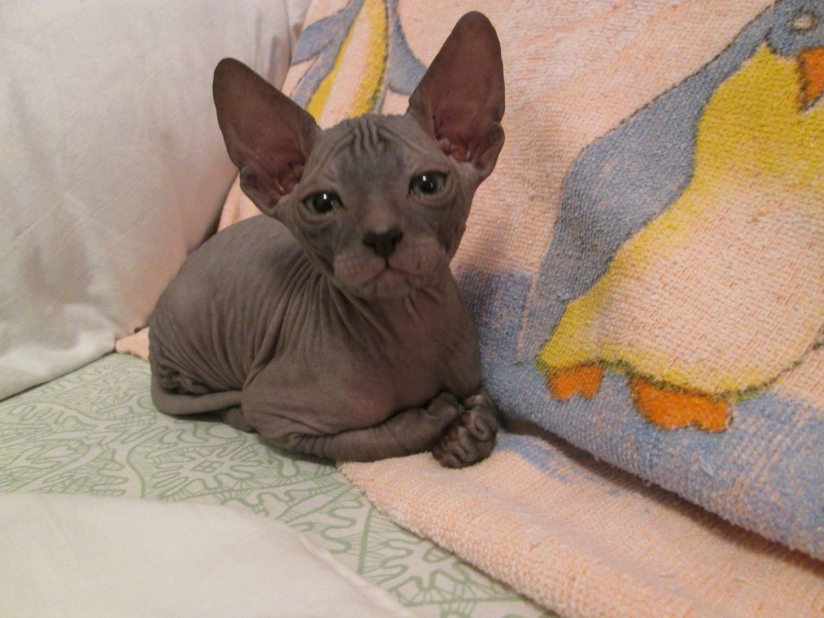 Донской сфинкс браш