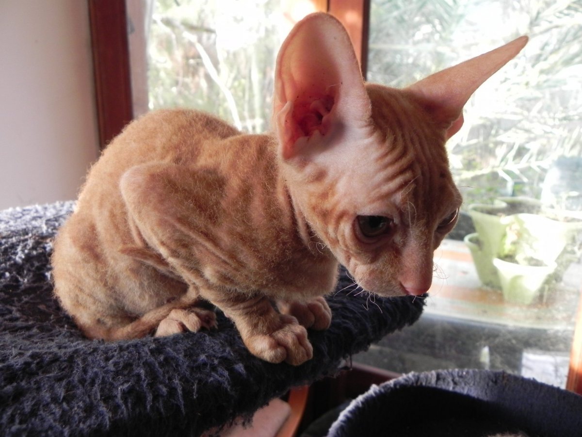 Сфинкс браш волосатый