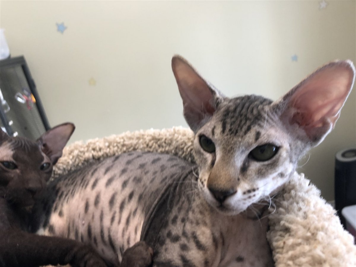 Сфинкс браш волосатый