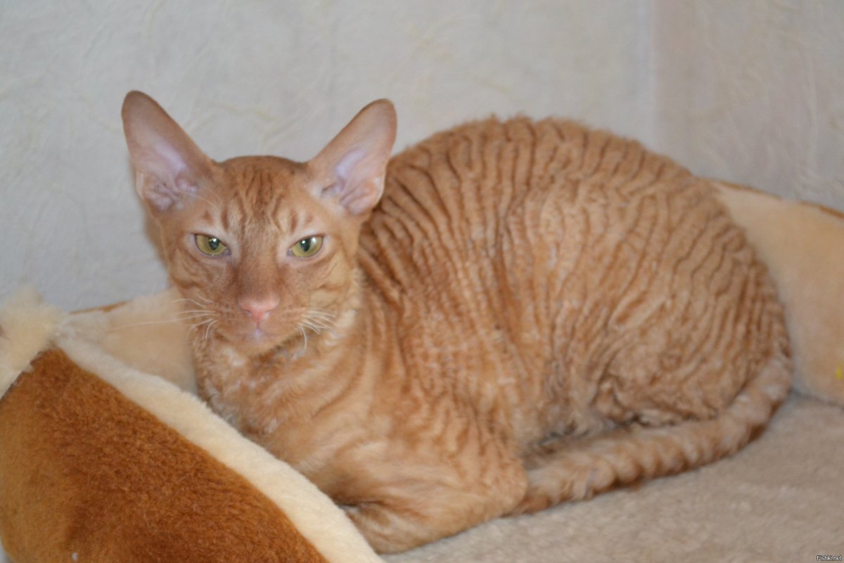 Донской сфинкс браш взрослый