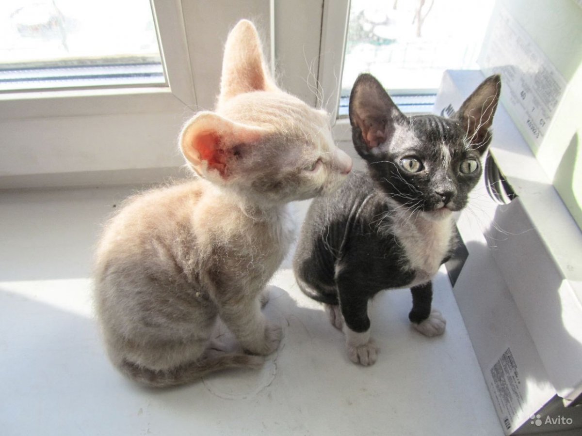 Канадский сфинкс Петерболд браш