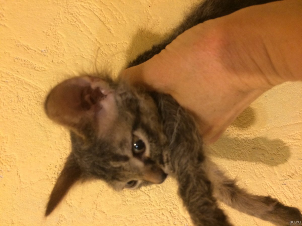 Корниш рекс кошка