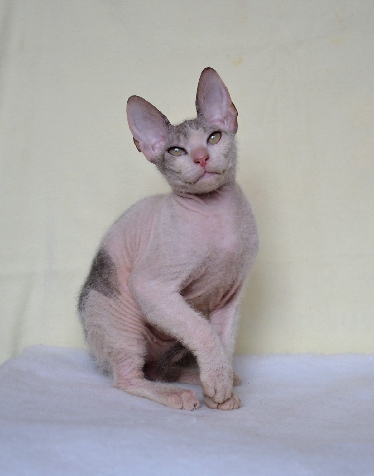 Коты браш сфинксы