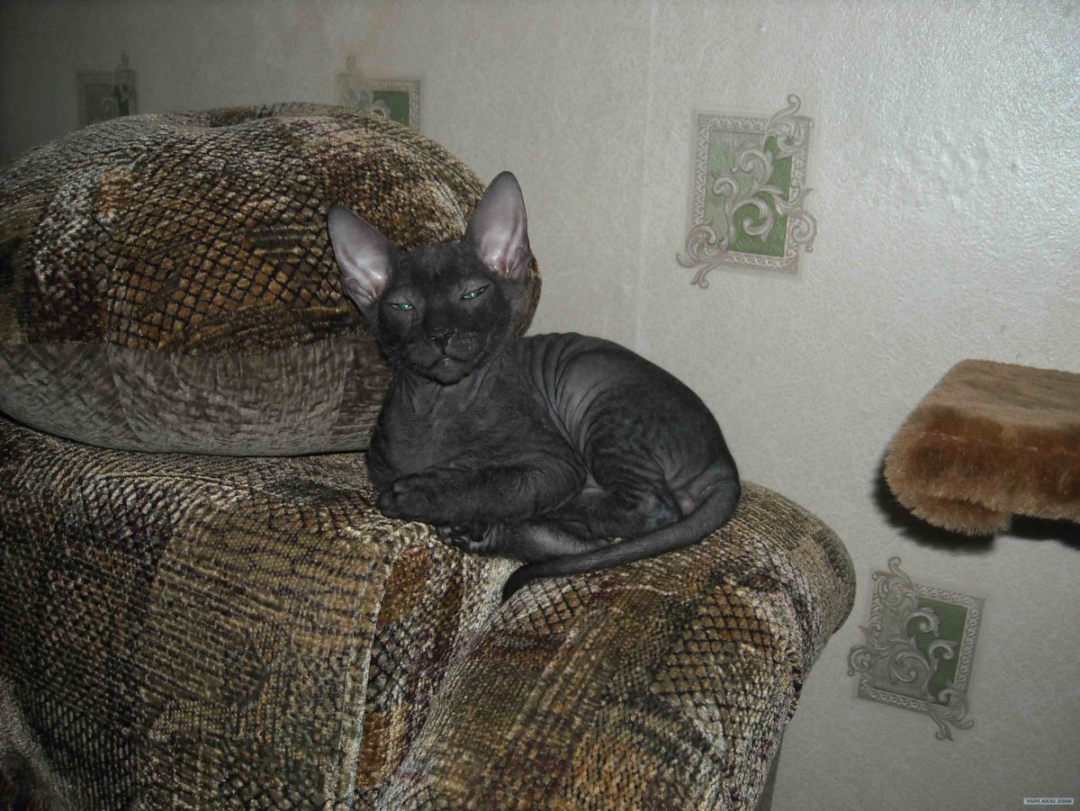 Петерболд окрас табби