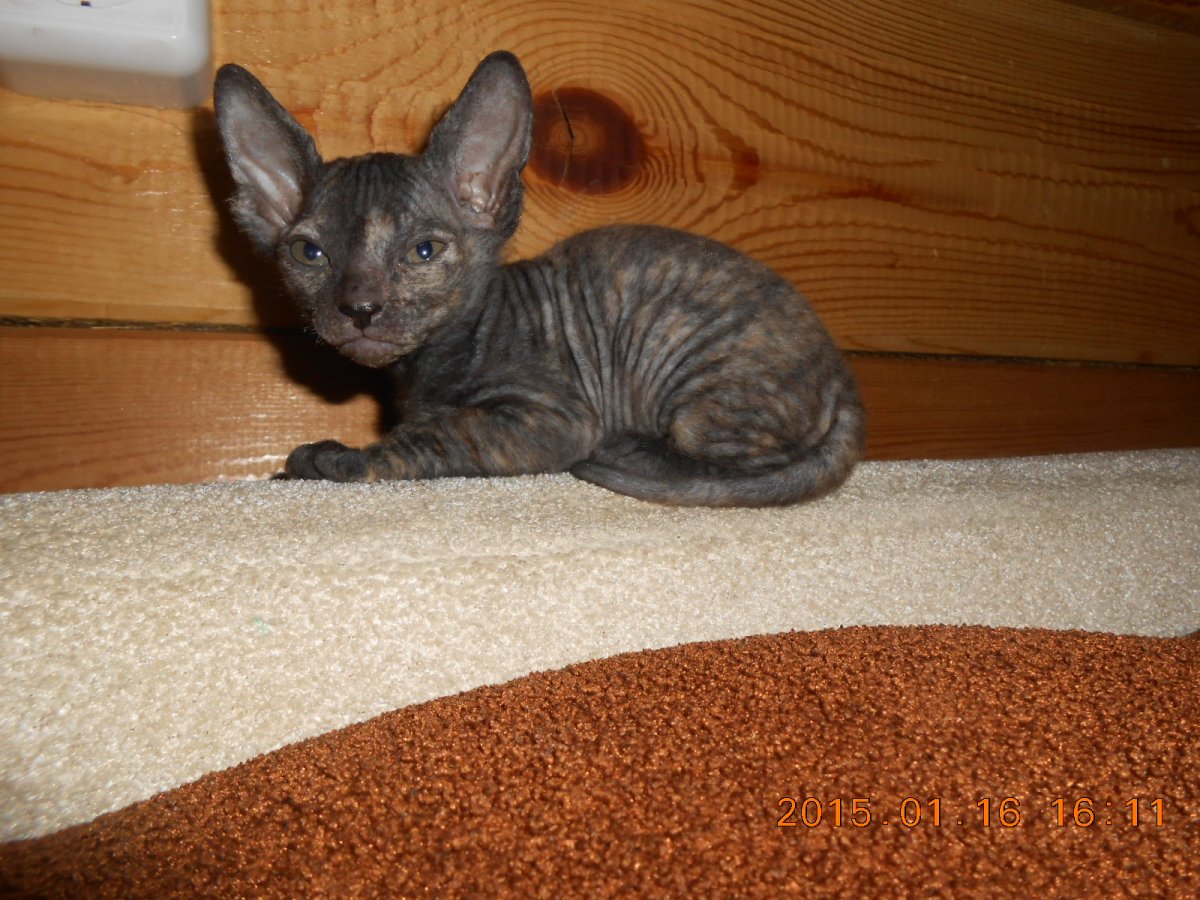 Взрослая кошка Донской сфинкс браш