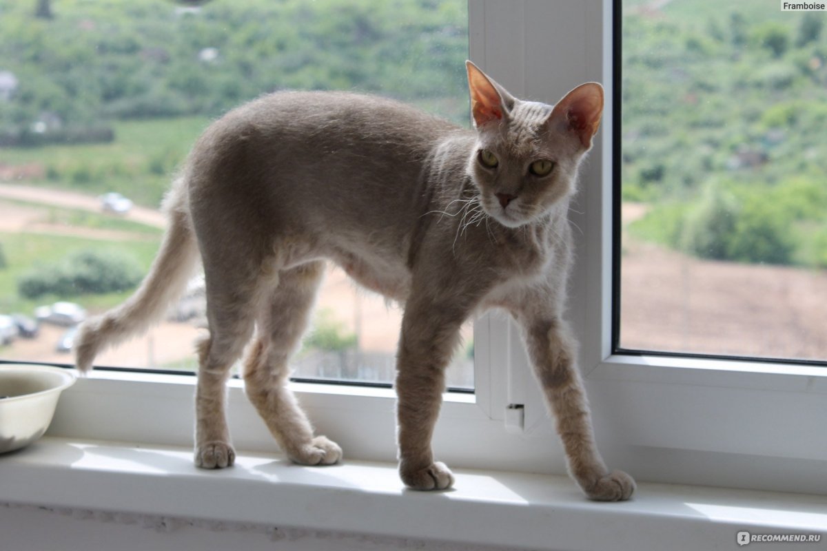 Сфинкс Петерболд браш