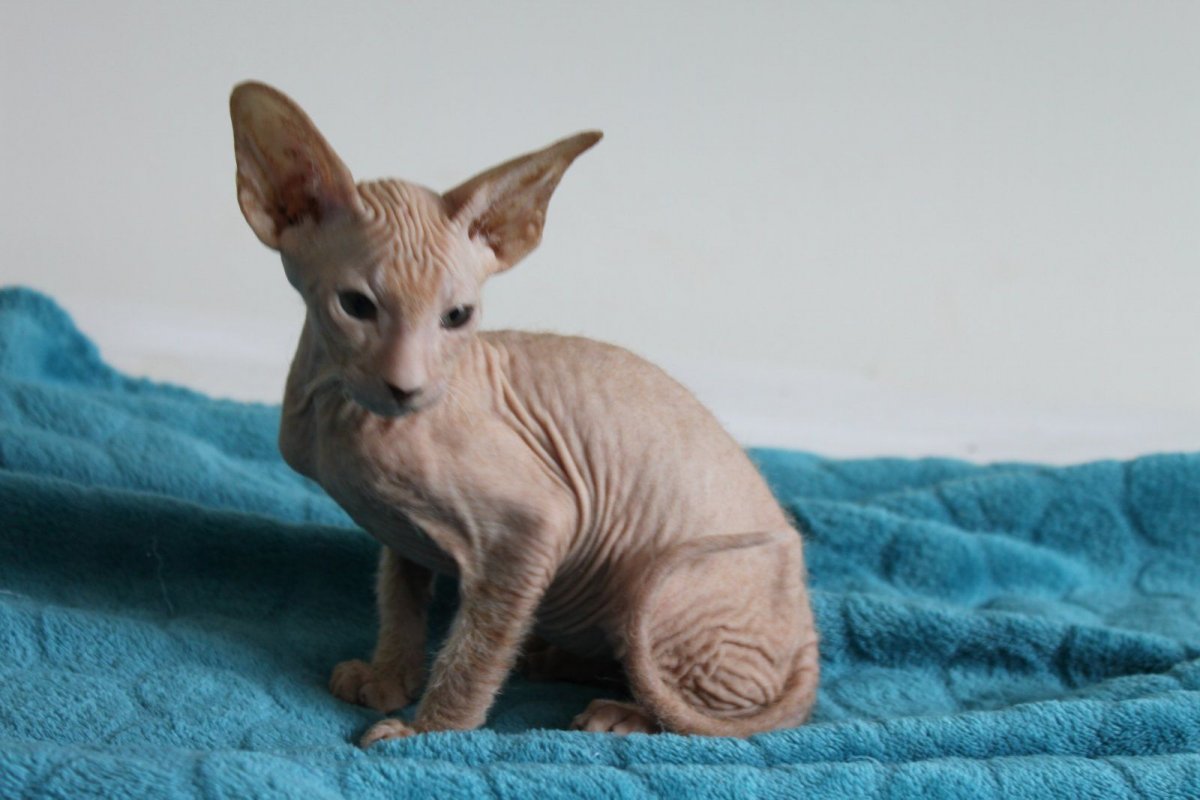 Сфинкс браш котята при рождении фото