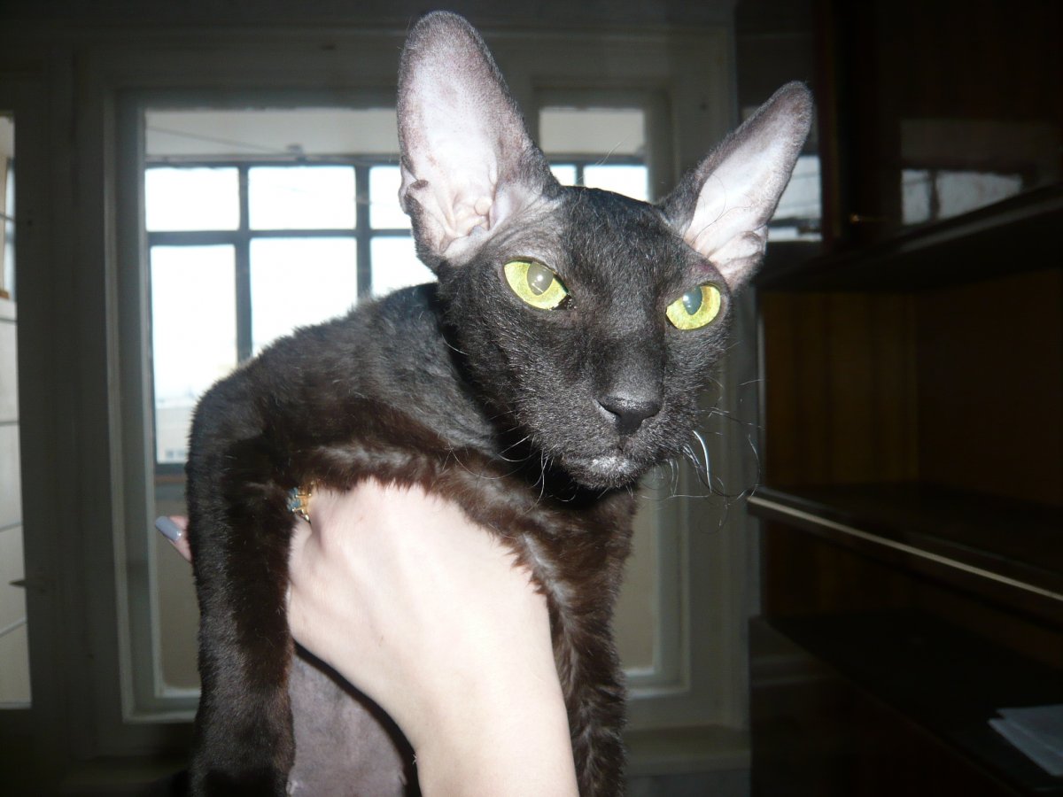 Мокрые котята сфинкс браш