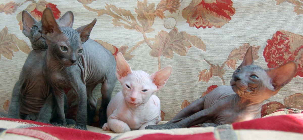 Канадский сфинкс минк Пойнт