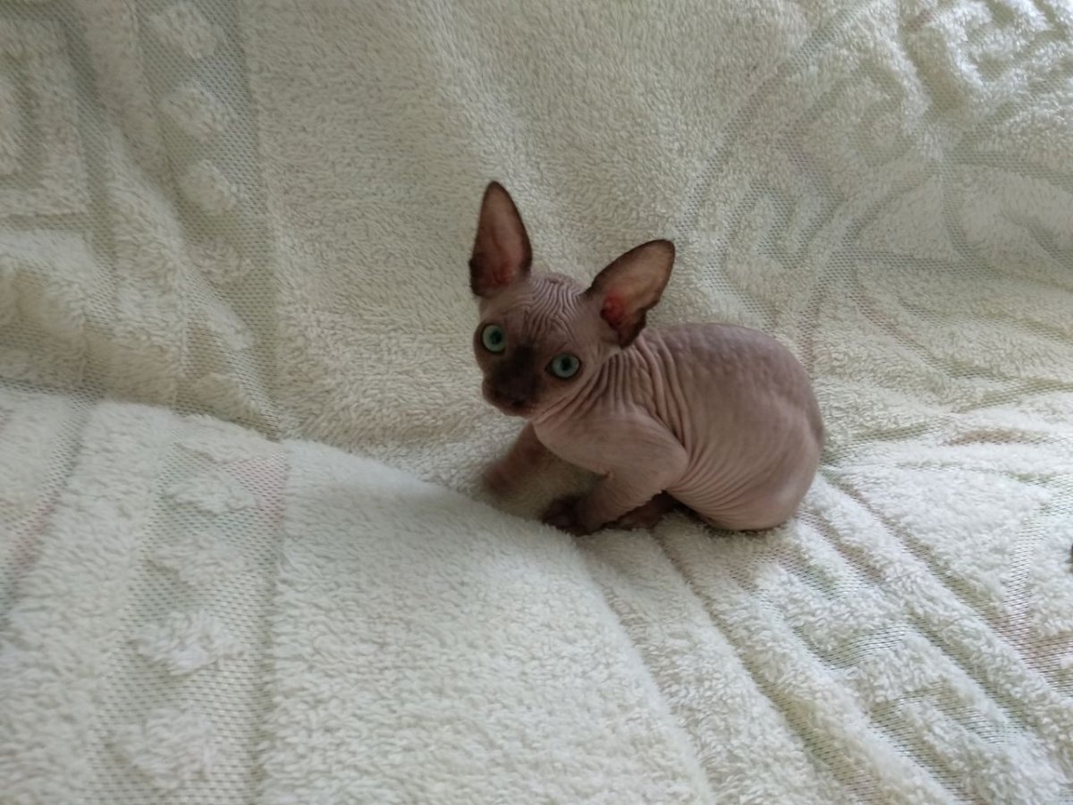 Рыжий велюровый канадский сфинкс