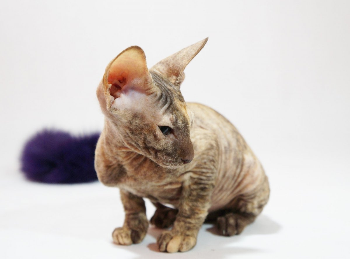 Сфинкс Корниш рекс