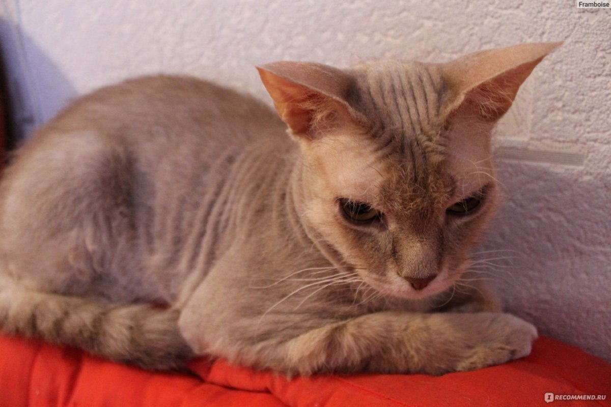 Донской сфинкс в 3,5 месяца браш