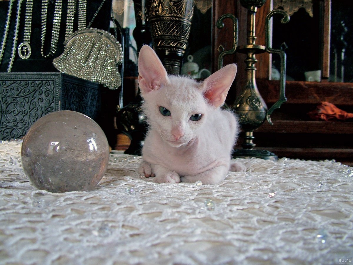 Сфинкс волосатик порода