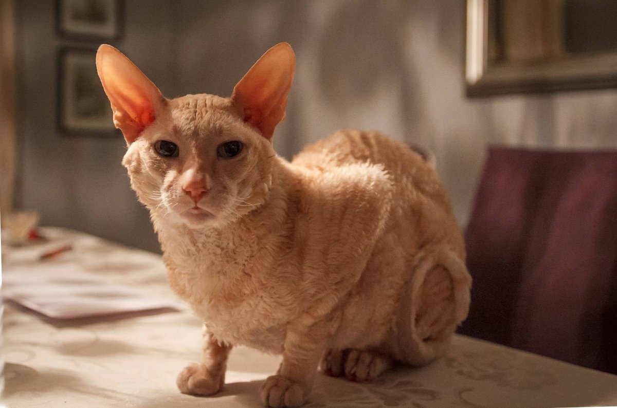 Кошка порода Корниш РЭКС