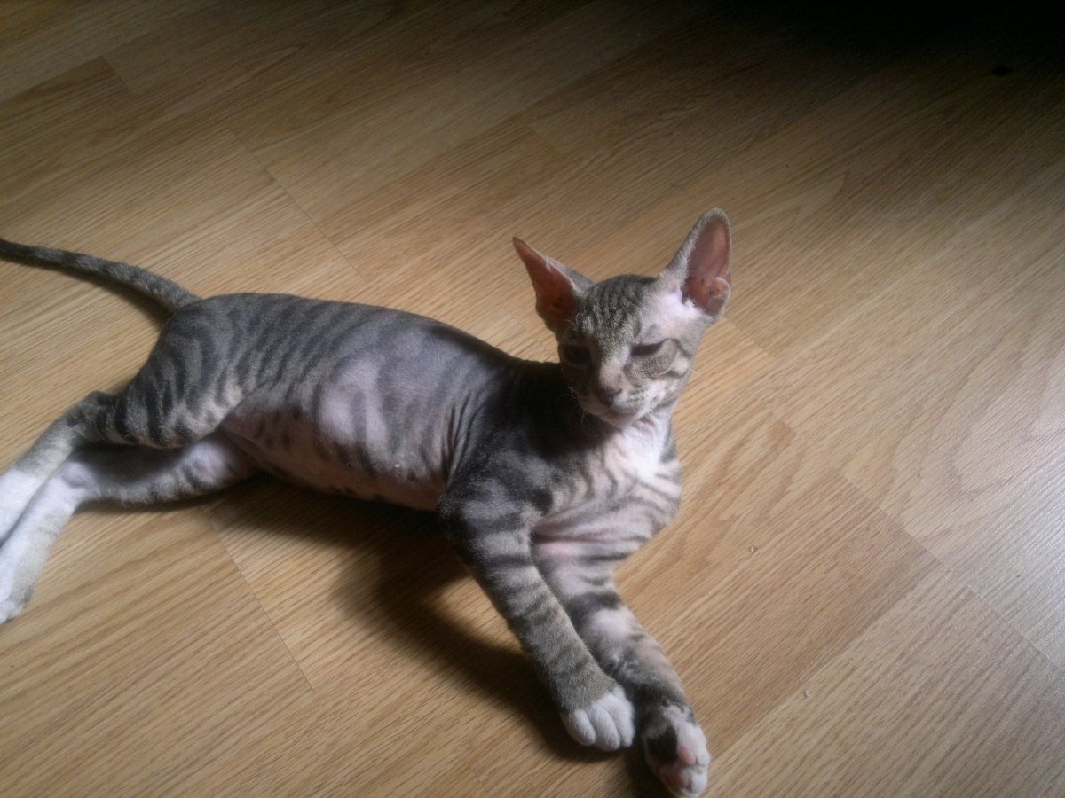 Донской сфинкс черно белый