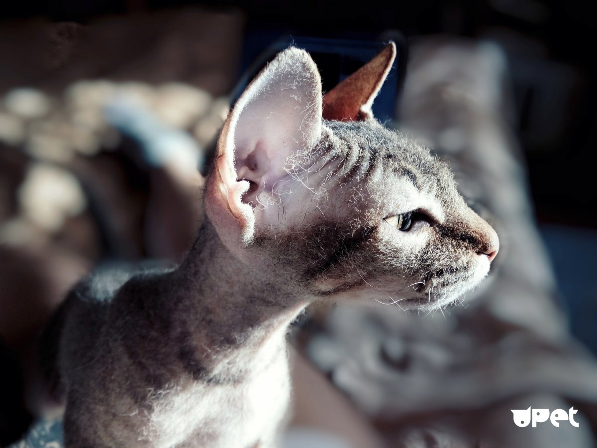 Сфинкс браш альбинос