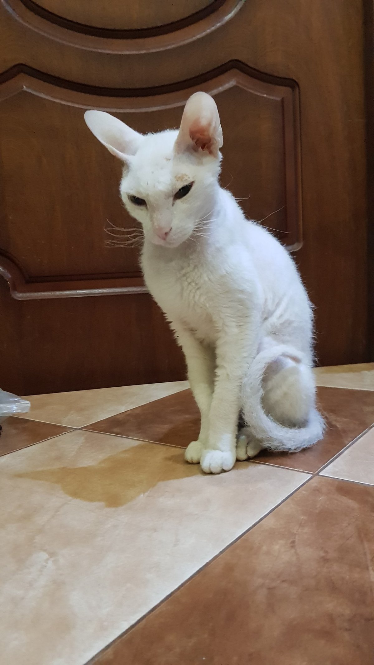 Донской сфинкс браш черный