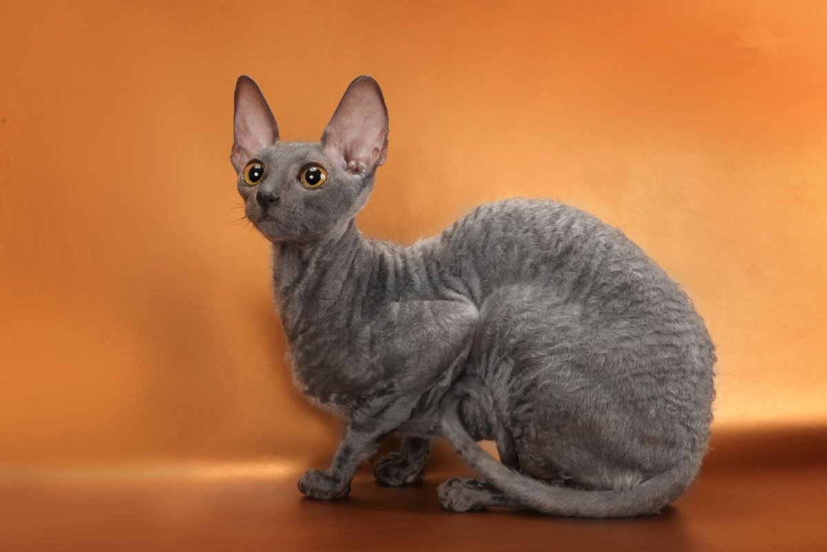 Сфинкс кошка с шерстью браш