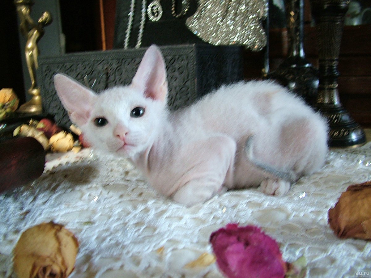 Донской сфинкс пятнистый