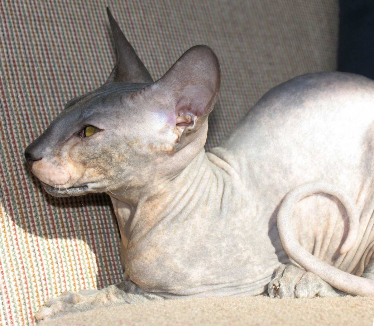 Сфинкс браш черный