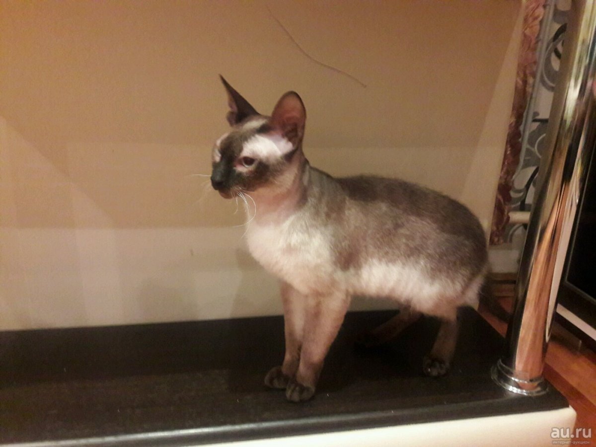 Авито Омск купить котенка сфинкс браш