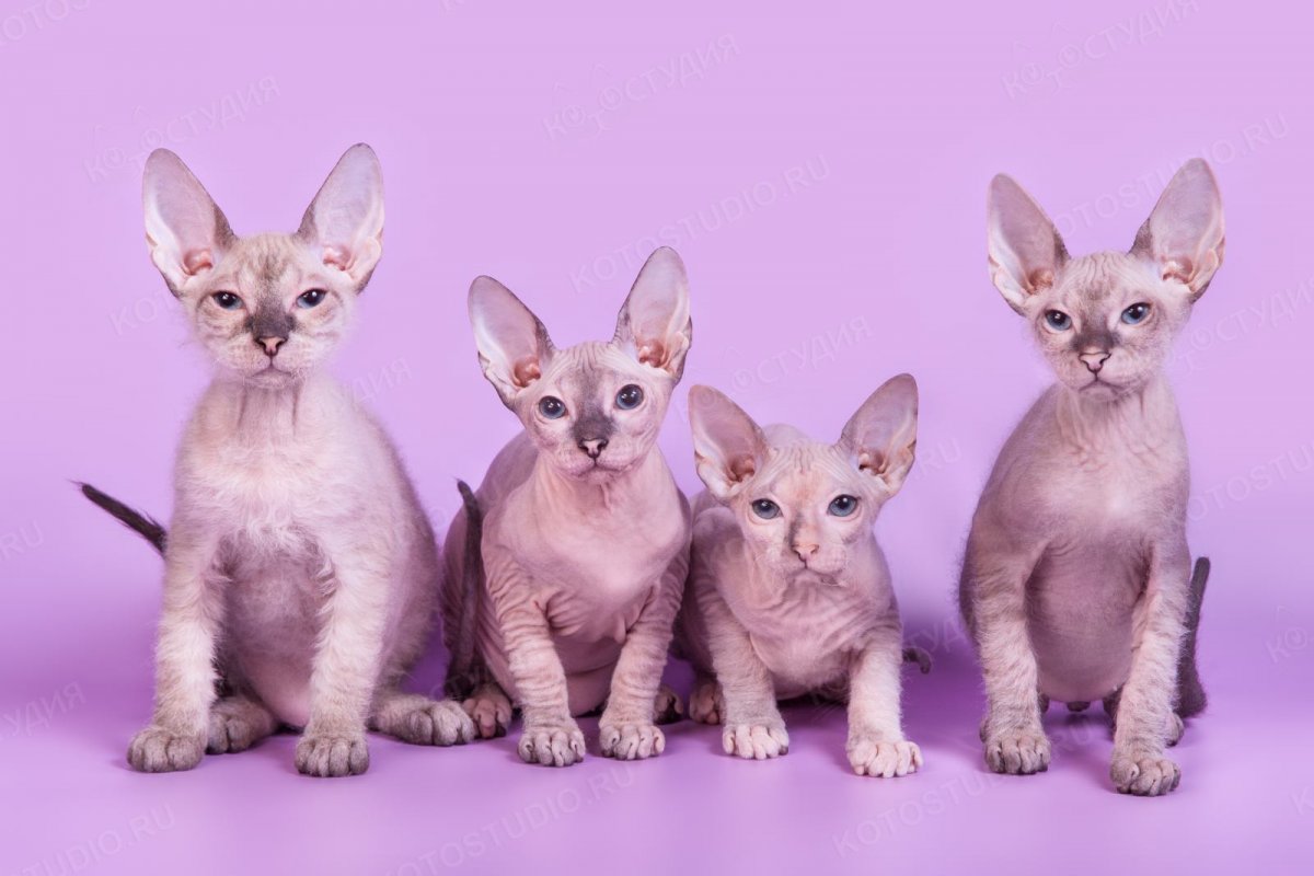 Сфинкс браш рыжий