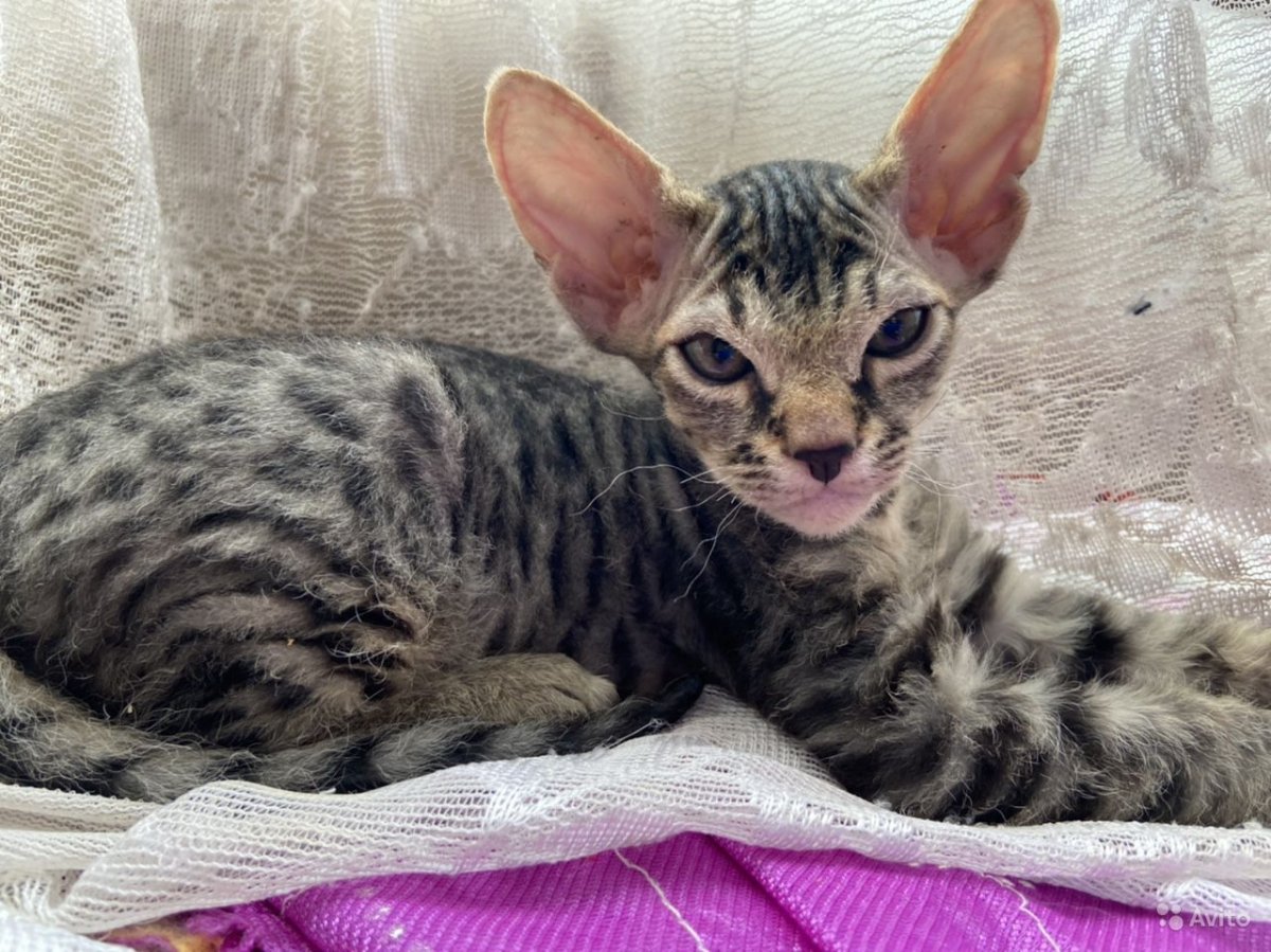 Донской сфинкс браш колор Пойнт